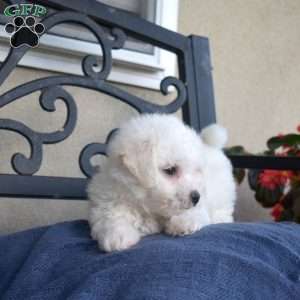 Fuzz (Tiny), Bichon Frise Puppy